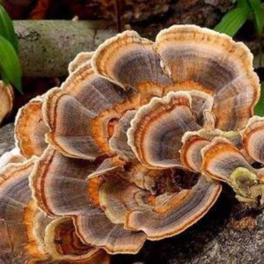 Turkey Tail Culture - 0.10kg