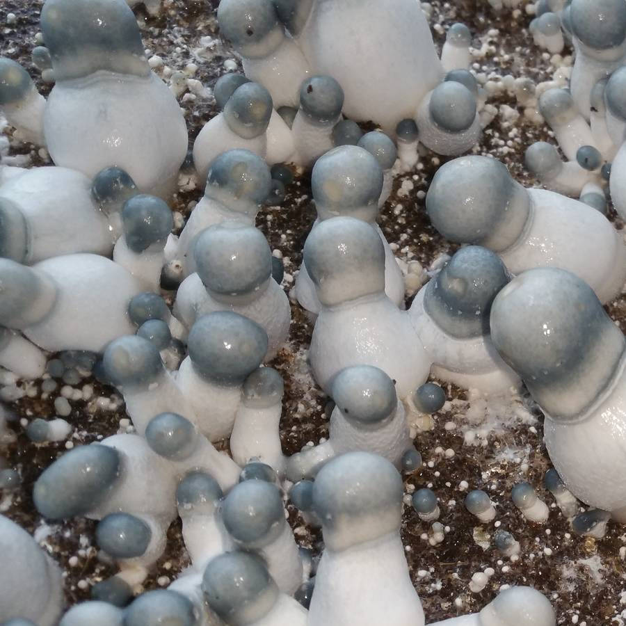 APE (Albino Penis Envy)