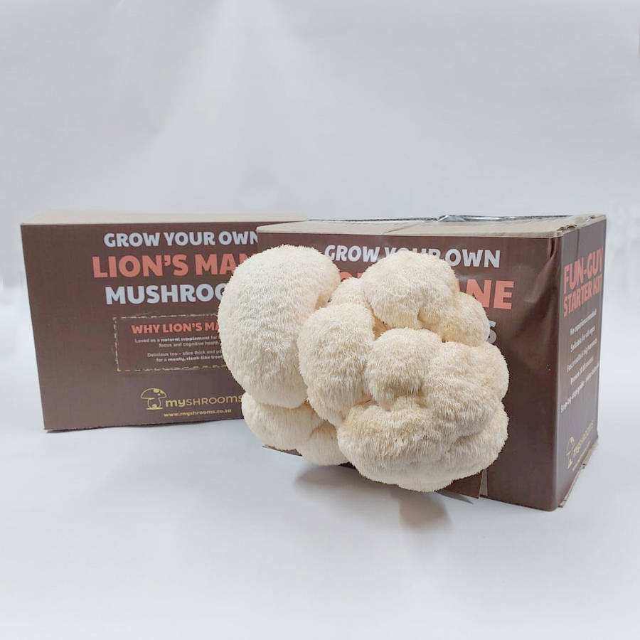 Lion's Mane Grow Box