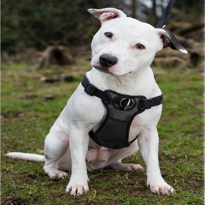 Coastal Front-Connect Padded Harness Medium