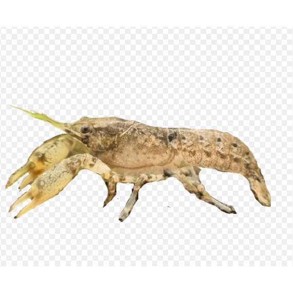 Mexican Dwarf Crayfish