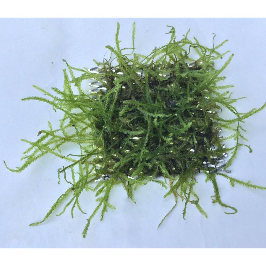 Java Moss (VERSICULARIA DUBYANA)