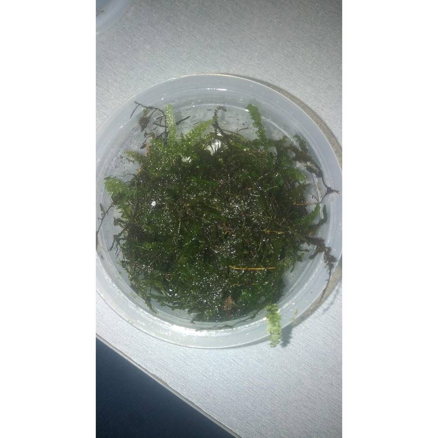 Java Moss (VERSICULARIA DUBYANA)