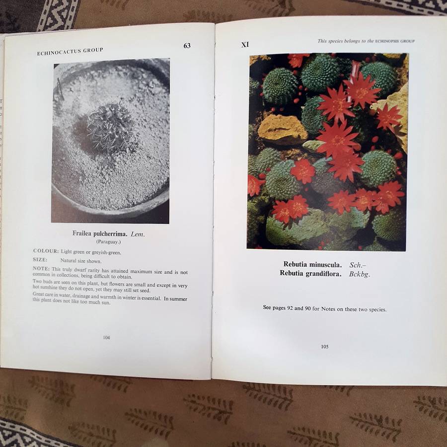 Cacti and other Succulents Edgar Lamb Vol 1 - 1963