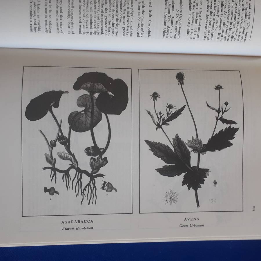 A Modern Herbal: The Medicinal, Culinary, Cosmetic, and Economic Properties etc