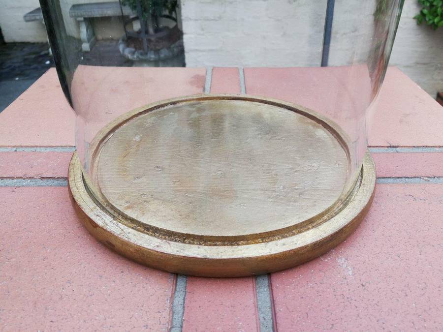 Extra Large Glass Cloche / Dome on Hand Gilded Wooden Base