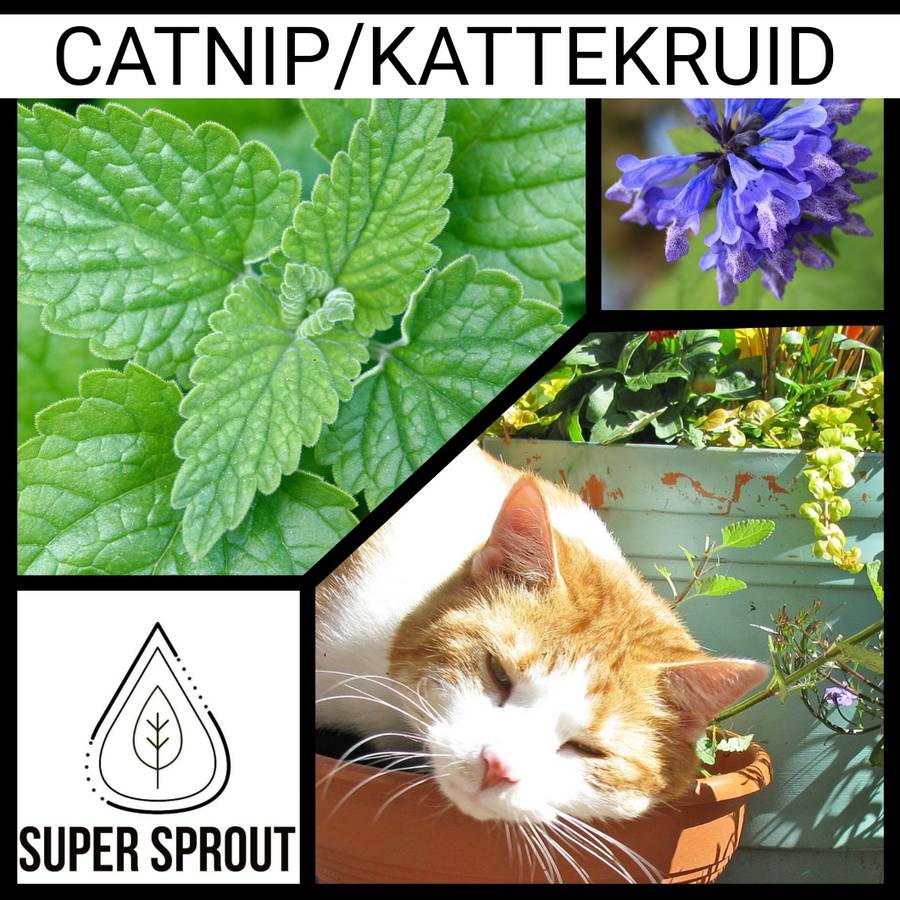 CATNIP/KATTEKRUID × 35+ seeds