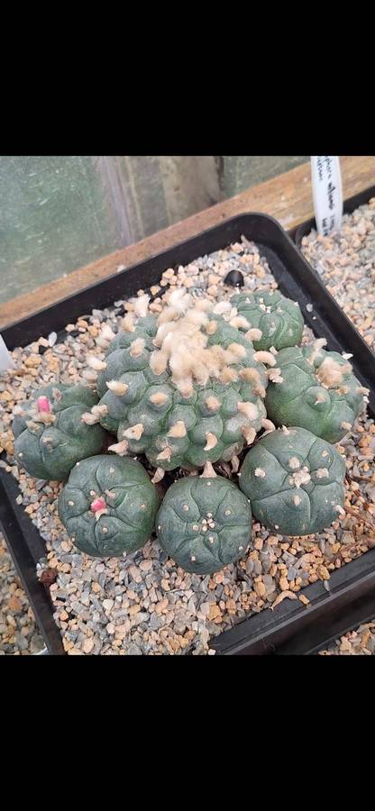 Lophophora williamsii (Peyote Cactus) (10x Seed Pack) x5 Combo