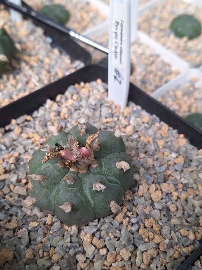 Lophophora williamsii (Peyote Cactus) 100's Seed Pack x1