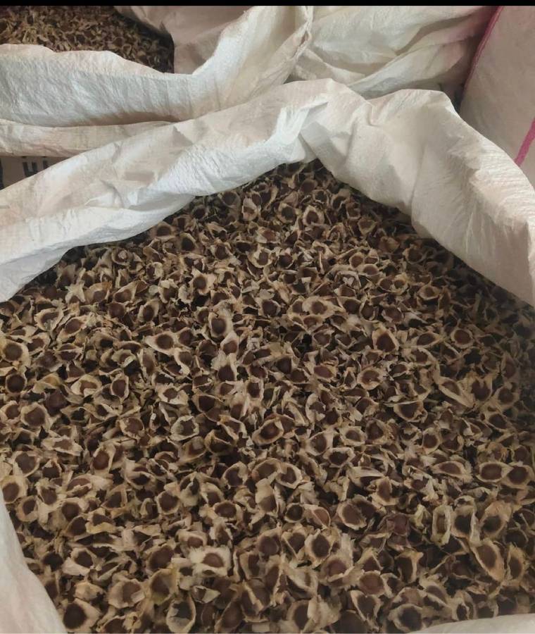Moringa bulk seeds  (1 kg pack )