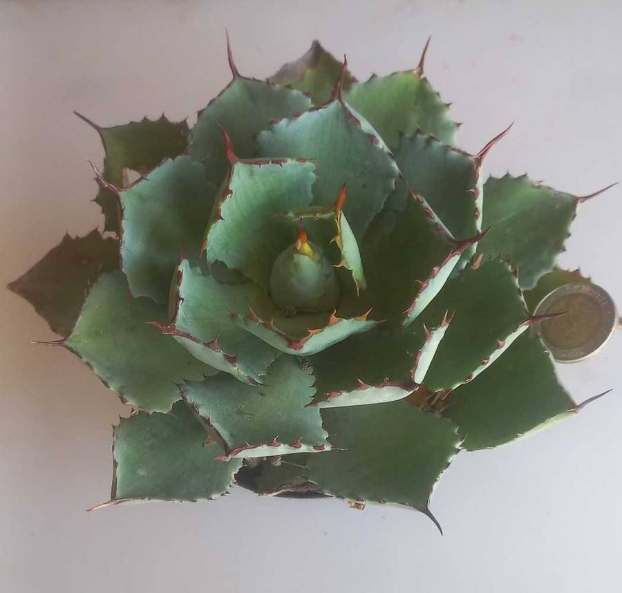 Agave