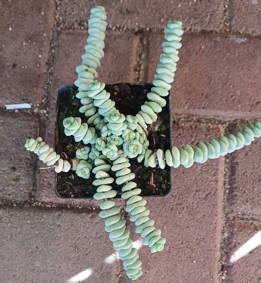 Crassula