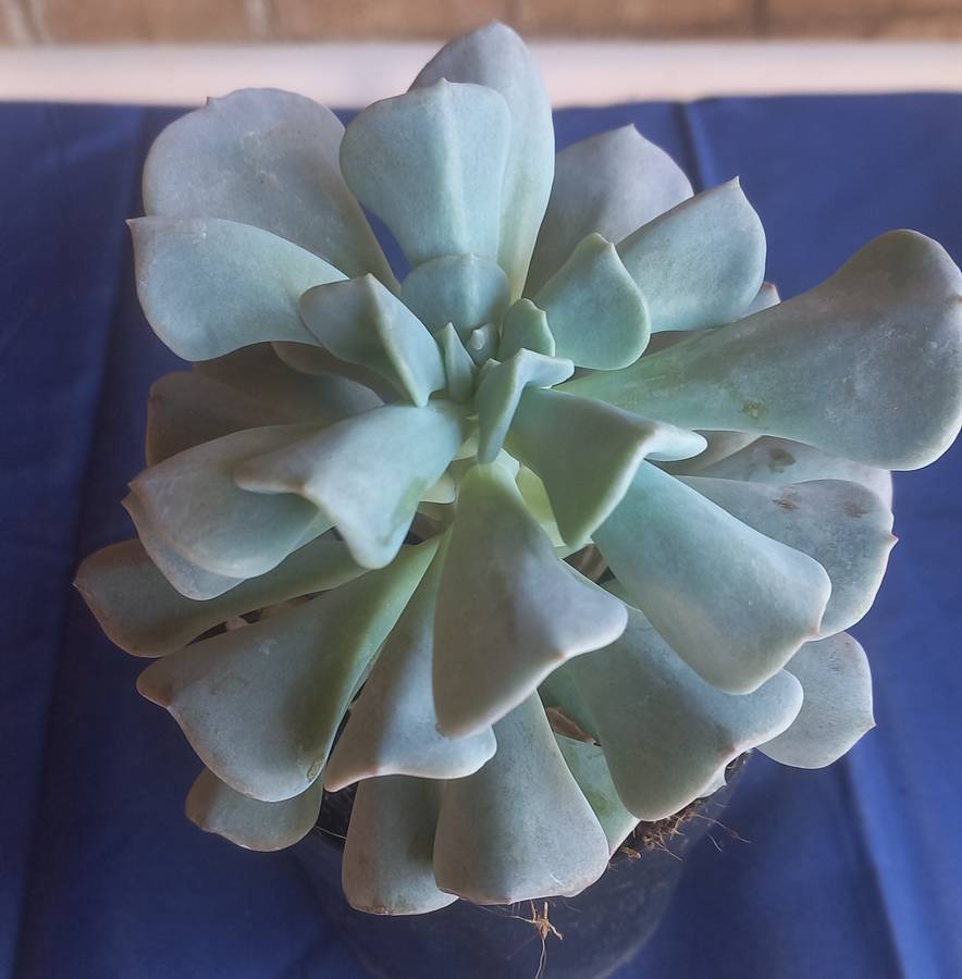 Echeveria Cubic Frost