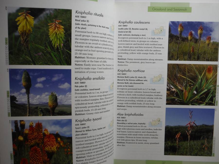Photographic Guide to the Wildflowers of South Africa - Softcover - John Manning