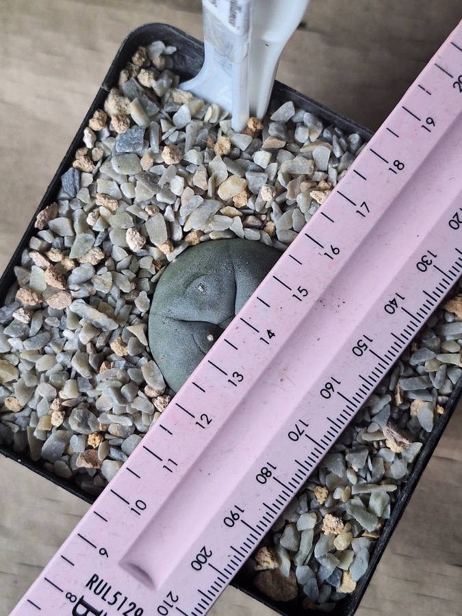 Lophophora williamsii Cactus Plant #1