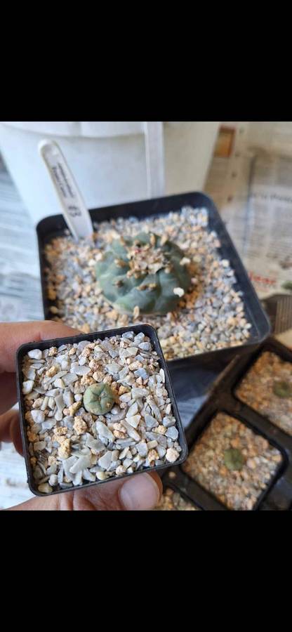 Lophophora williamsii (Peyote Cactus) 5x 10 Seed Pack SPECIAL OFFER!