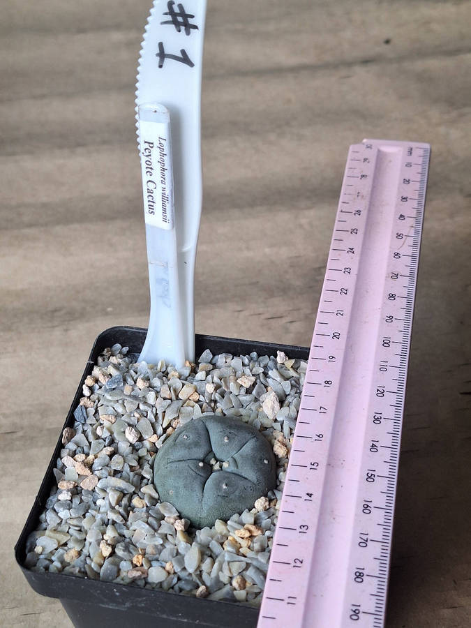 Lophophora williamsii Cactus Plant #1
