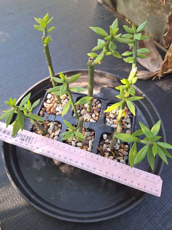 Pereskiopsis Cactus 6-pack