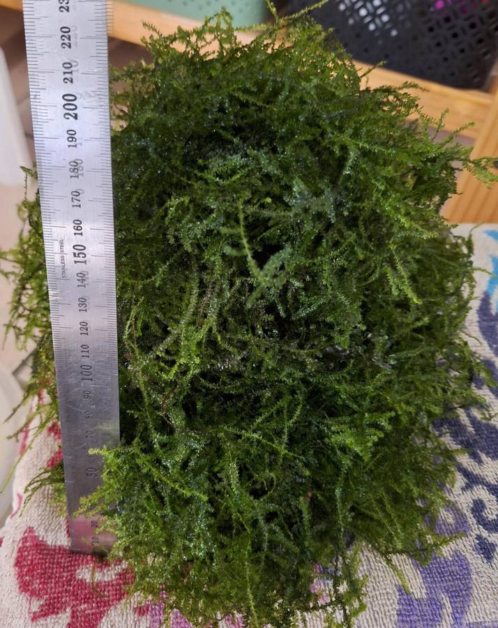 Aquarium Fish Tank Java Moss - Live Plant - 1L