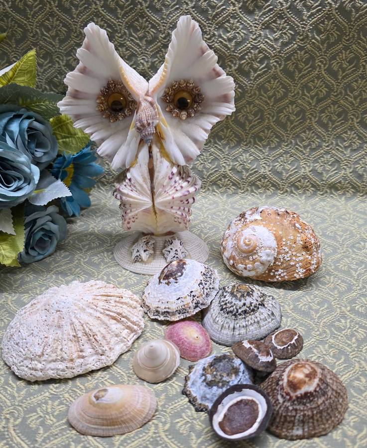 SEA  SHELLS | DECOR | ORNAMENTS |
