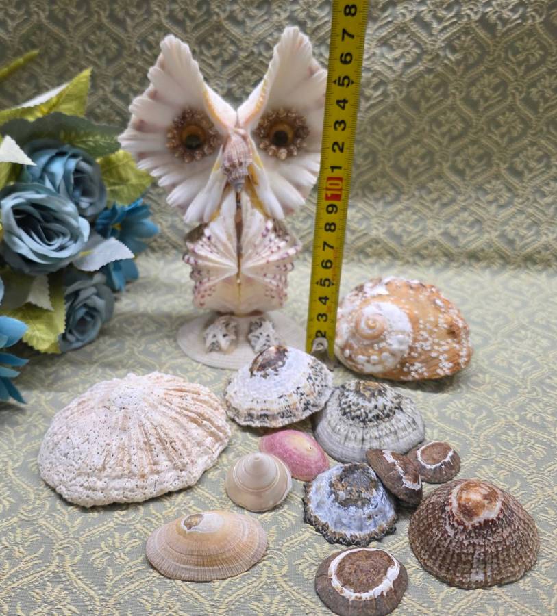 SEA  SHELLS | DECOR | ORNAMENTS |