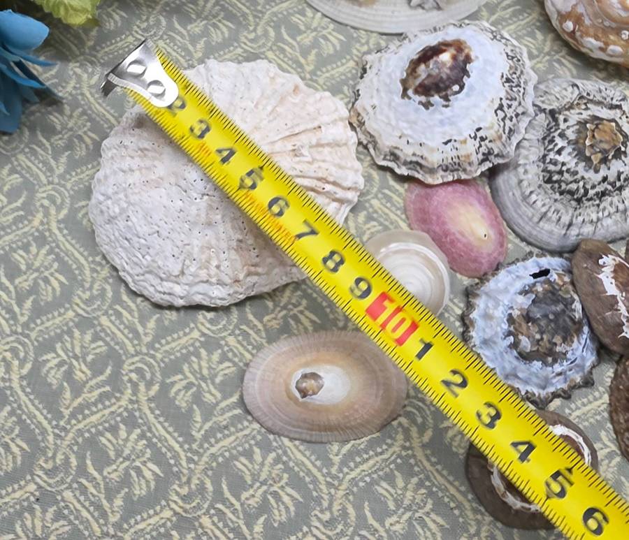 SEA  SHELLS | DECOR | ORNAMENTS |