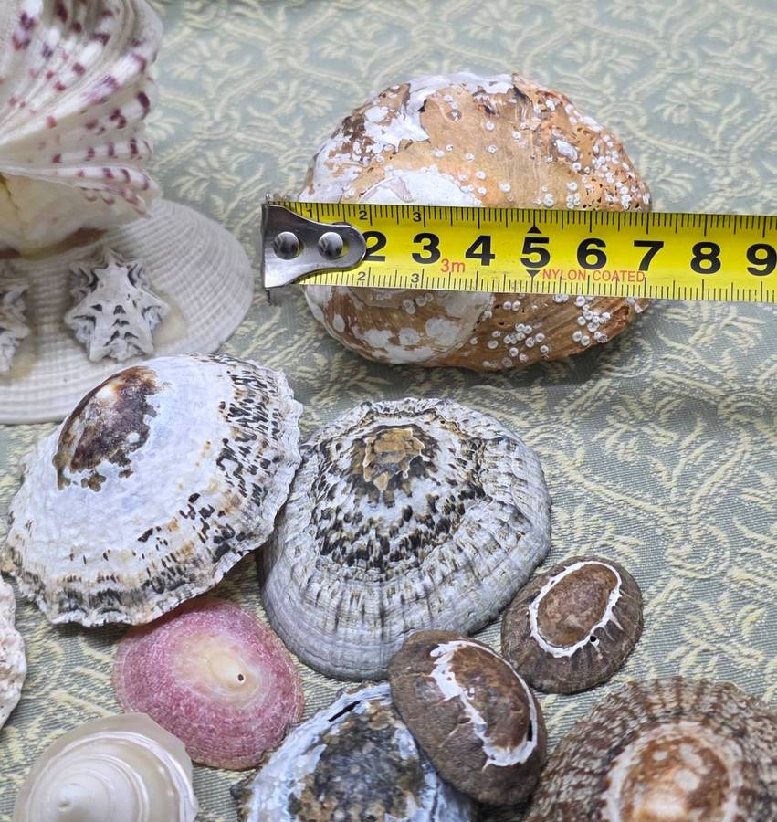 SEA  SHELLS | DECOR | ORNAMENTS |