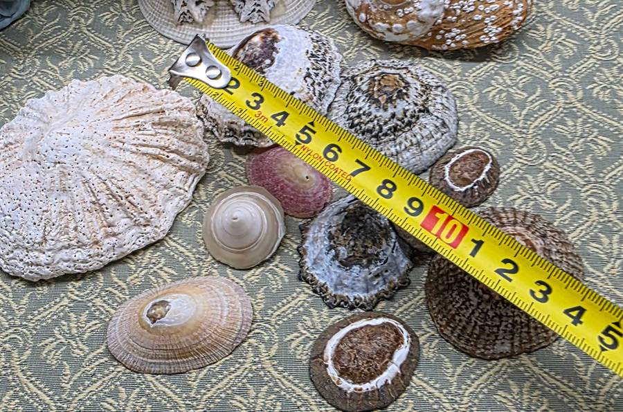SEA  SHELLS | DECOR | ORNAMENTS |