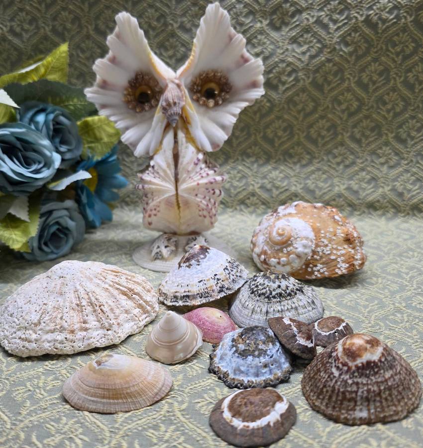 SEA  SHELLS | DECOR | ORNAMENTS |