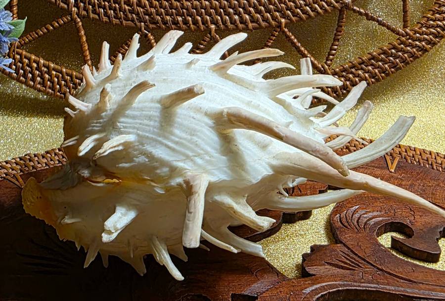 Spondylus americanus Hermann, Atlantic Thorny Oyster