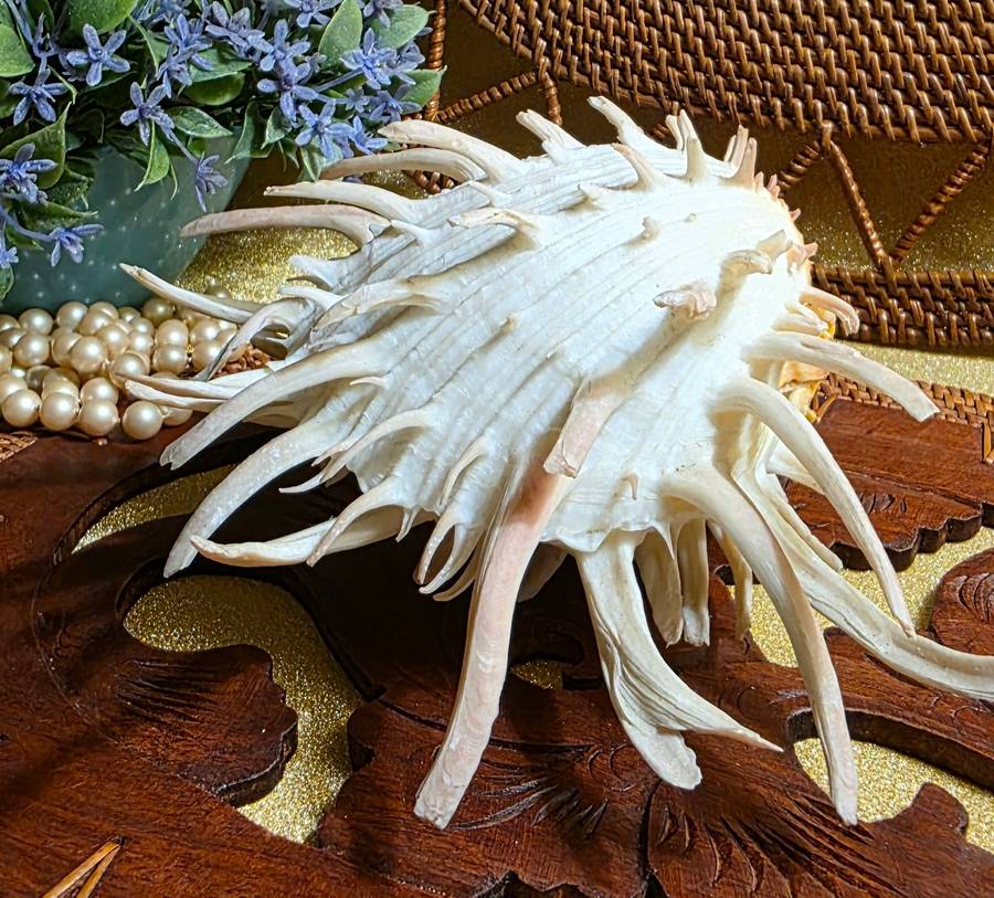 Spondylus americanus Hermann, Atlantic Thorny Oyster