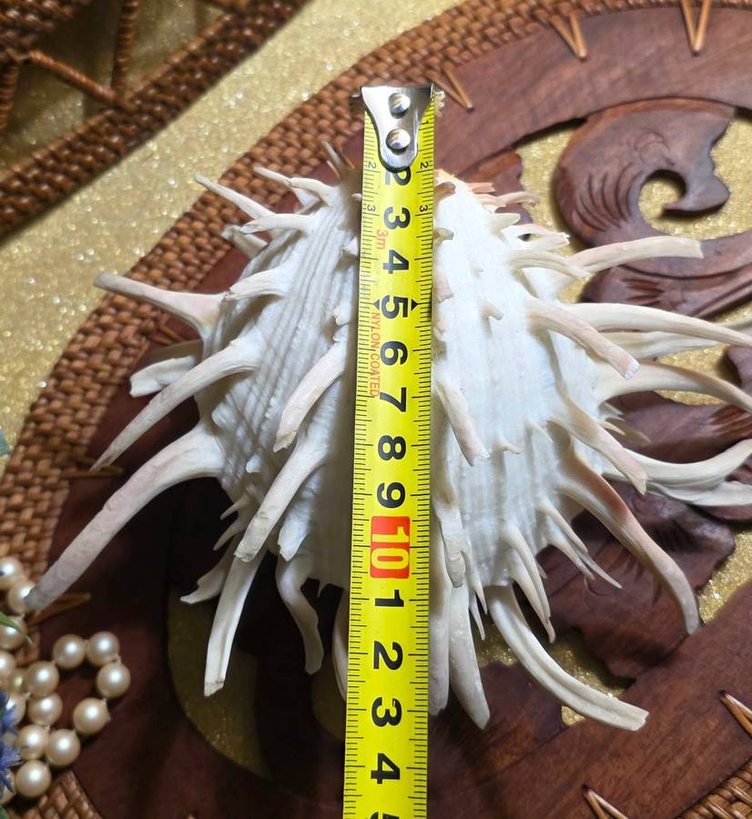 Spondylus americanus Hermann, Atlantic Thorny Oyster