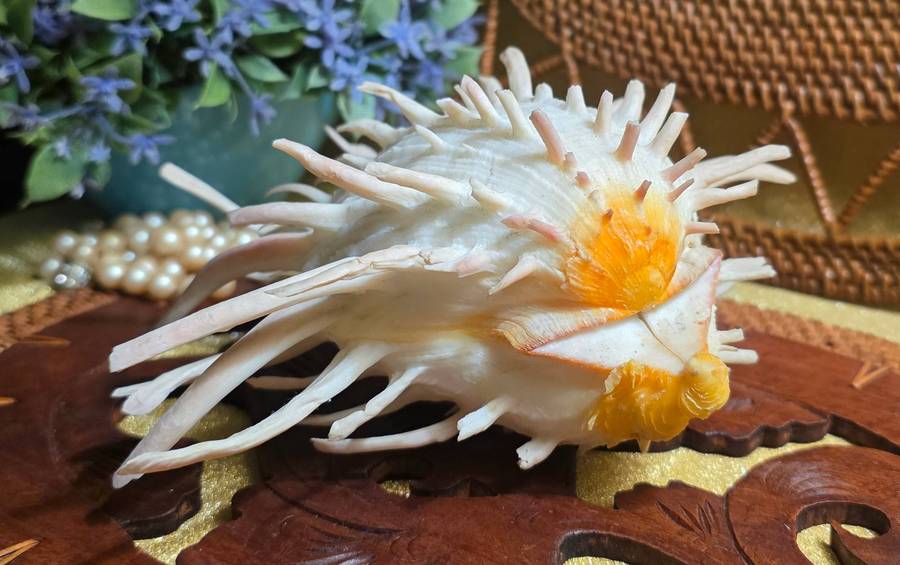 Spondylus americanus Hermann, Atlantic Thorny Oyster