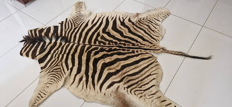 Bargain ! Vintage Large Zebra hide in good condition ! Perfect as a floor or wall decor !!