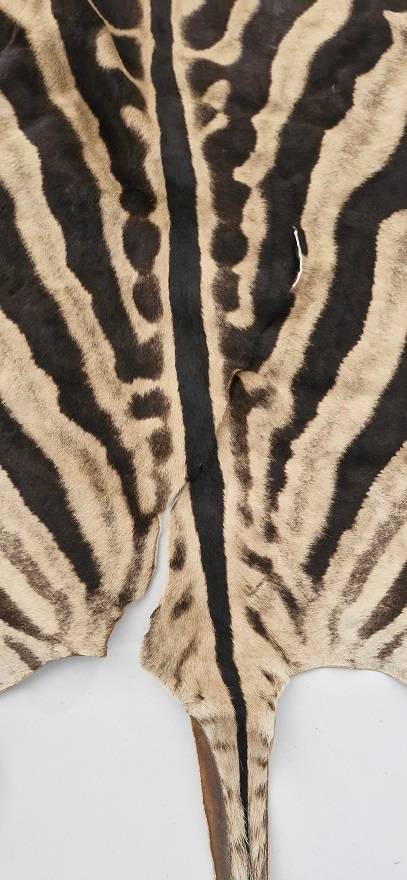 Bargain ! Vintage Large Zebra hide in good condition ! Perfect as a floor or wall decor !!