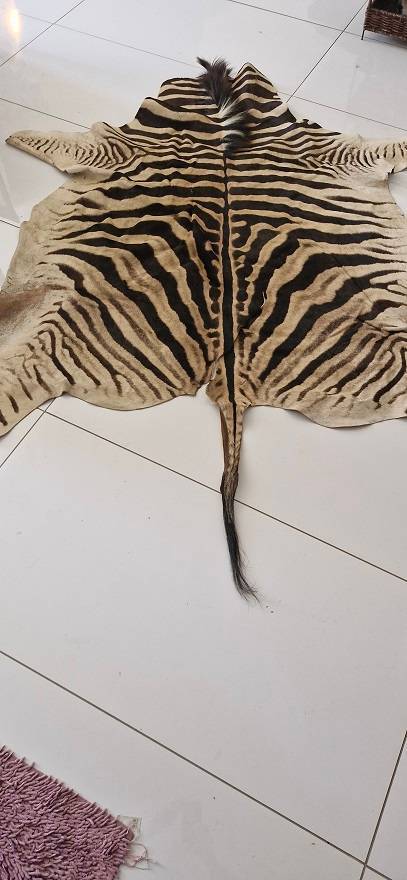 Bargain ! Vintage Large Zebra hide in good condition ! Perfect as a floor or wall decor !!