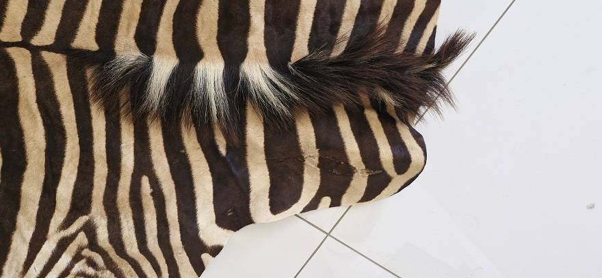 Bargain ! Vintage Large Zebra hide in good condition ! Perfect as a floor or wall decor !!