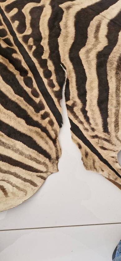 Bargain ! Vintage Large Zebra hide in good condition ! Perfect as a floor or wall decor !!