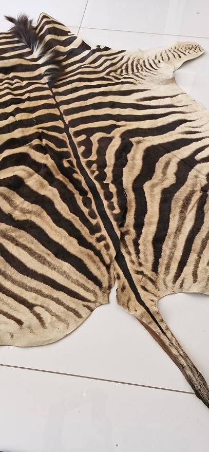 Bargain ! Vintage Large Zebra hide in good condition ! Perfect as a floor or wall decor !!