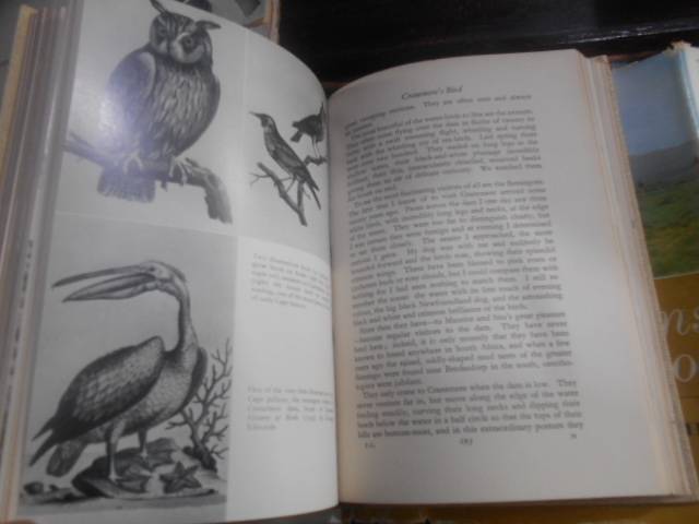 THE PLAINS OF THE CAMDEBOO EVE PALMER illus Hardcover 1966