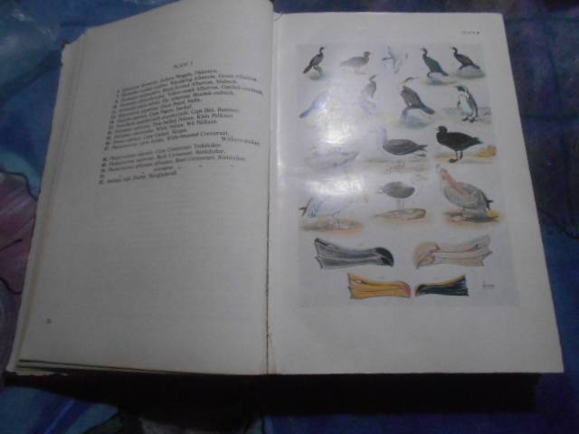 Roberts Birds of South Africa : McLachlan & Liversidge red illustrated  hardback 1981