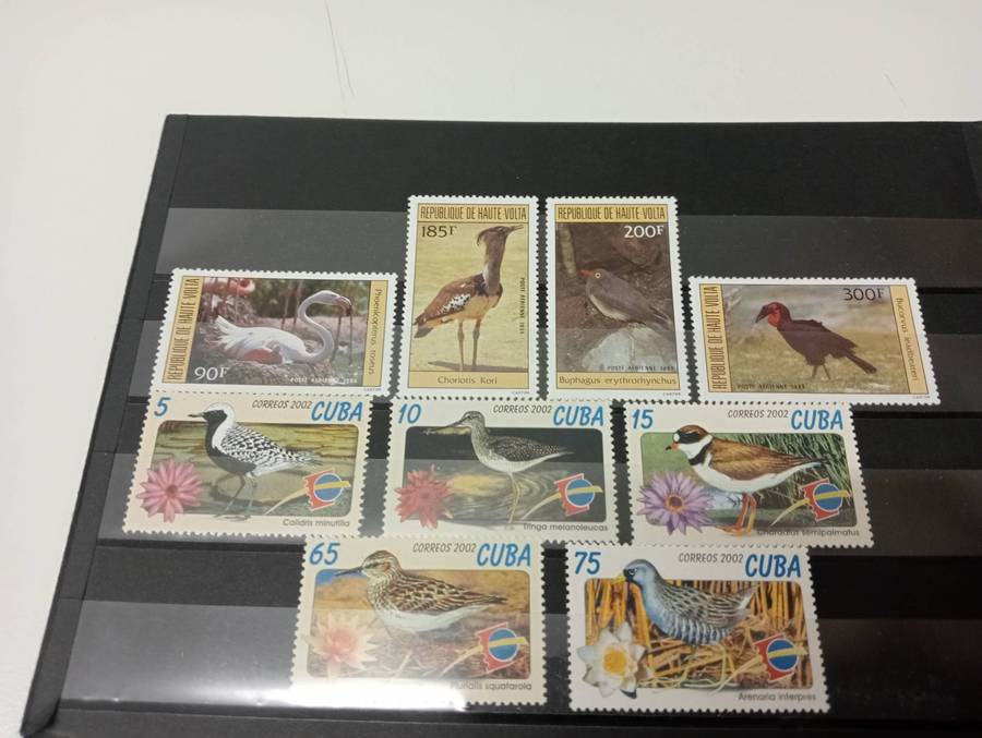 BIRDS-SOME DIFFICULT LOTS HERE-FILL SOME gaps