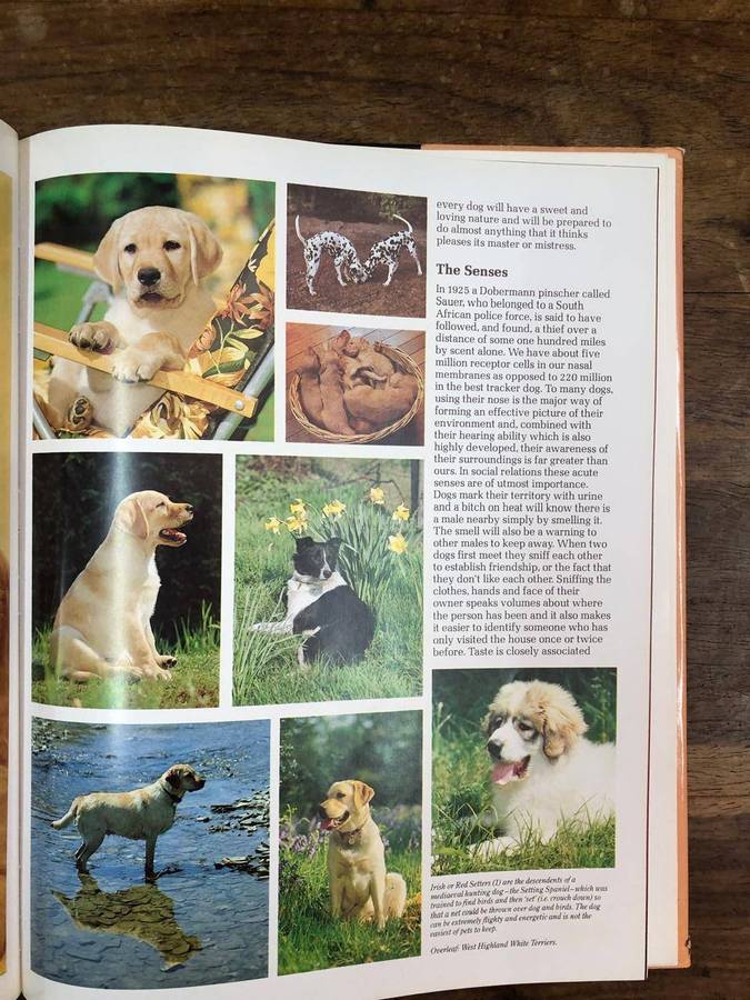 Dogs and Puppies - Colour Library Books (Hardcover with dj)