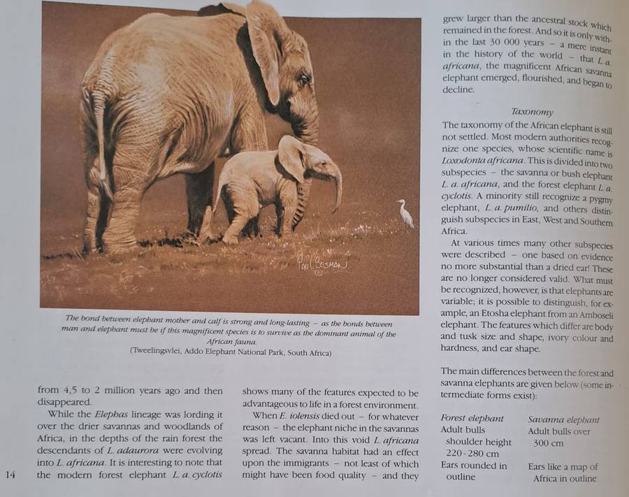 Elephants of Africa - Paul Bosman & Anthony Hall-Martin (Hard cover with DJ)