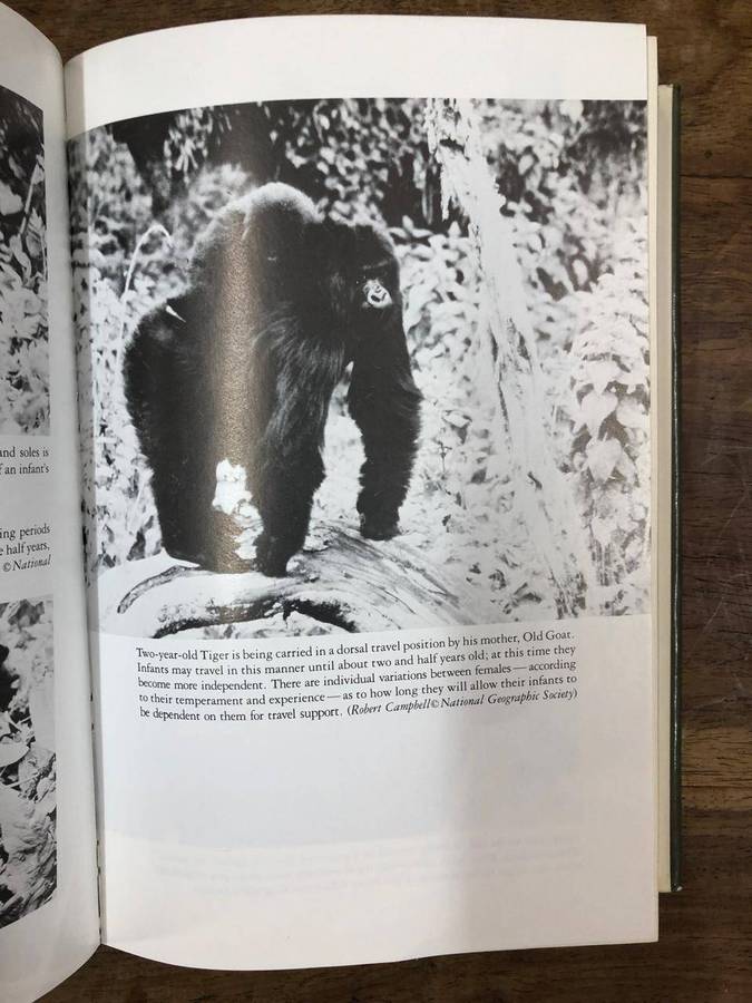 Gorillas in the Mist - Dian Fossey (Hardcover with dj)