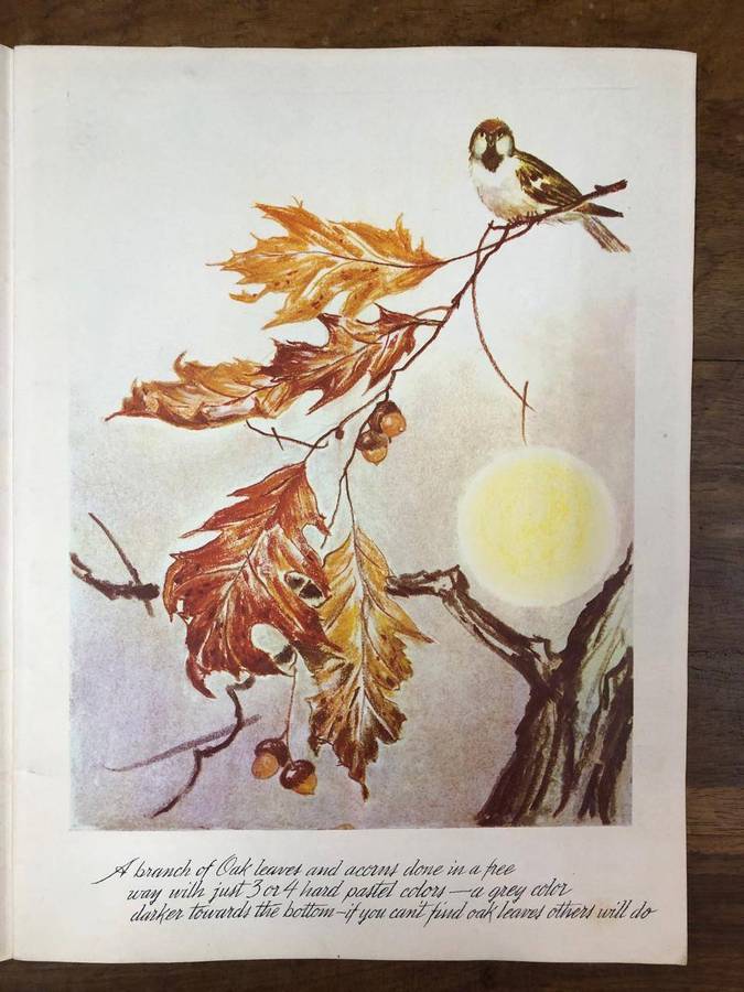 Color in Trees, Shrubs and Weeds - Frederick J Garner (Paperback)