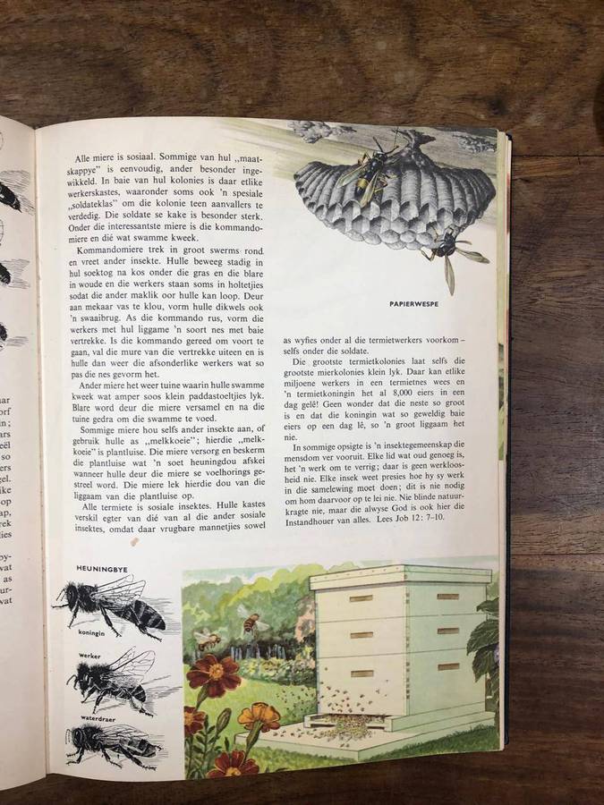 Wondere van die Skepping - Bertha Morris Parker (Hardcover with no dj)