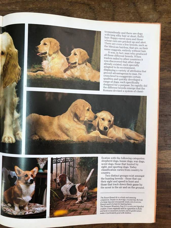 Dogs and Puppies - Colour Library Books (Hardcover with dj)