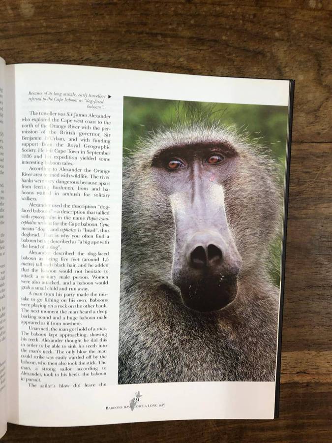 Baboons - Attie Gerber (Hardcover with no dj)