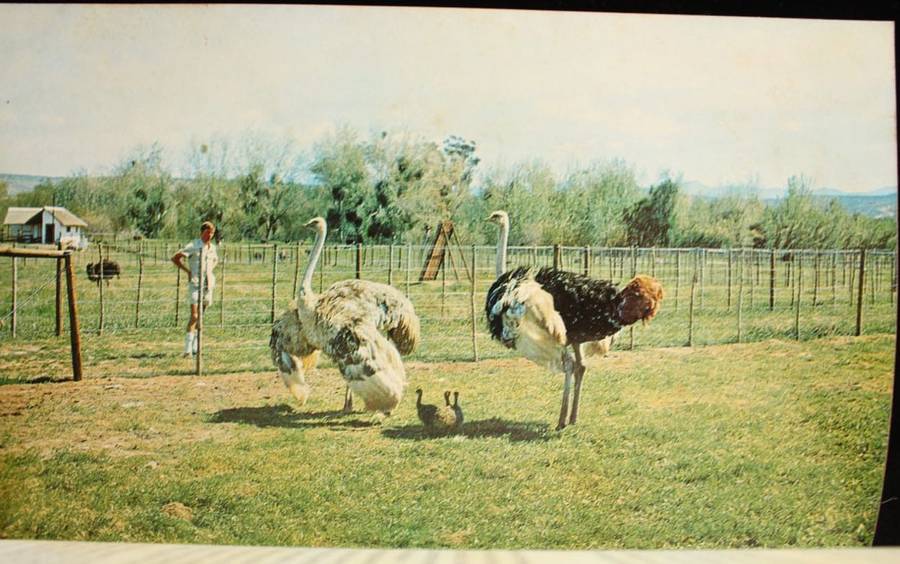 OSTRICH COUNRTY - FAY GOLDIE - PHOTOS BY T.V. BULPIN